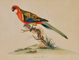 Item #CL169-4 Nonpareil Parrot. After William Hayes, British