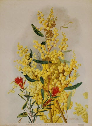 Item #CL169-63 Broad Leaf Wattle & Honey Flower. Margaret Flockton, Australian