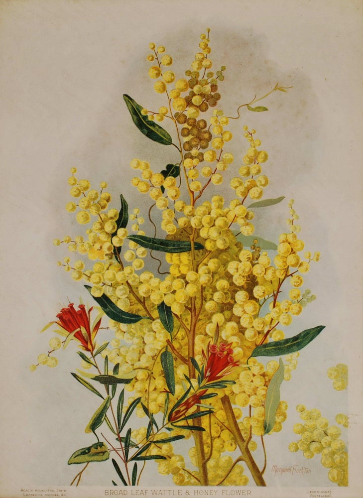 Item #CL169-63 Broad Leaf Wattle & Honey Flower. Margaret Flockton, Australian.