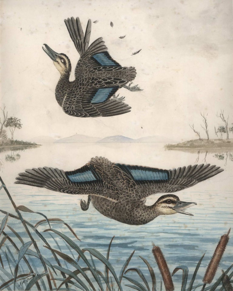 Item #CL169-79 [Two Ducks In Flight, One Shot]. J M. Cantle, Australian.