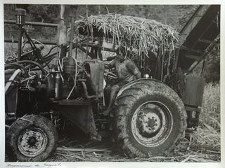 Queensland Sugar Cane Cutters