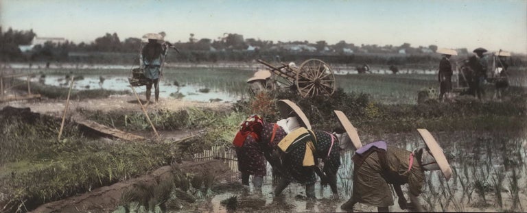 Item #CL173-76 [Japanese Workers In Rice Paddy]