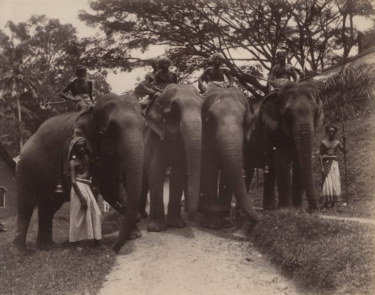 Item #CL173-99 Kandy, Elephants [Sri Lanka]