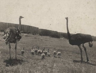 Item #CL174-71 The Ostrich Farm, South Head, Sydney