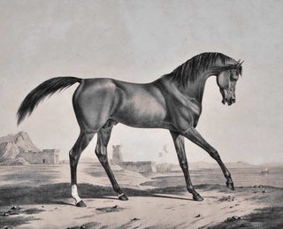 Item #CL175-91 “Tayar” [Arabian Stallion]. After Rudolf Kuntz, German