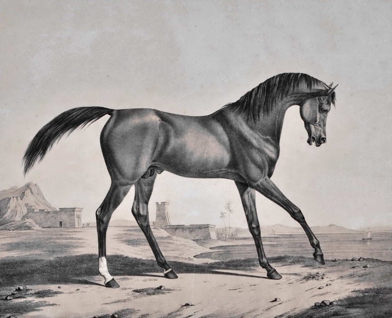 Item #CL175-91 “Tayar” [Arabian Stallion]. After Rudolf Kuntz, German.