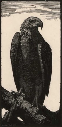 Item #CL176-68 The Brown Hawk. Lionel Lindsay, Aust