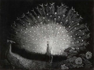 Item #CL176-71 The White Fan [Peacock]. Lionel Lindsay, Aust