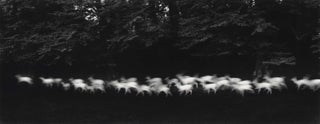 Item #CL178-28 Running White Deer, Ireland. Paul Caponigro, b.1932 American