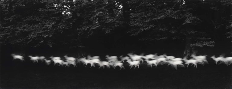 Item #CL178-28 Running White Deer, Ireland. Paul Caponigro, b.1932 American.