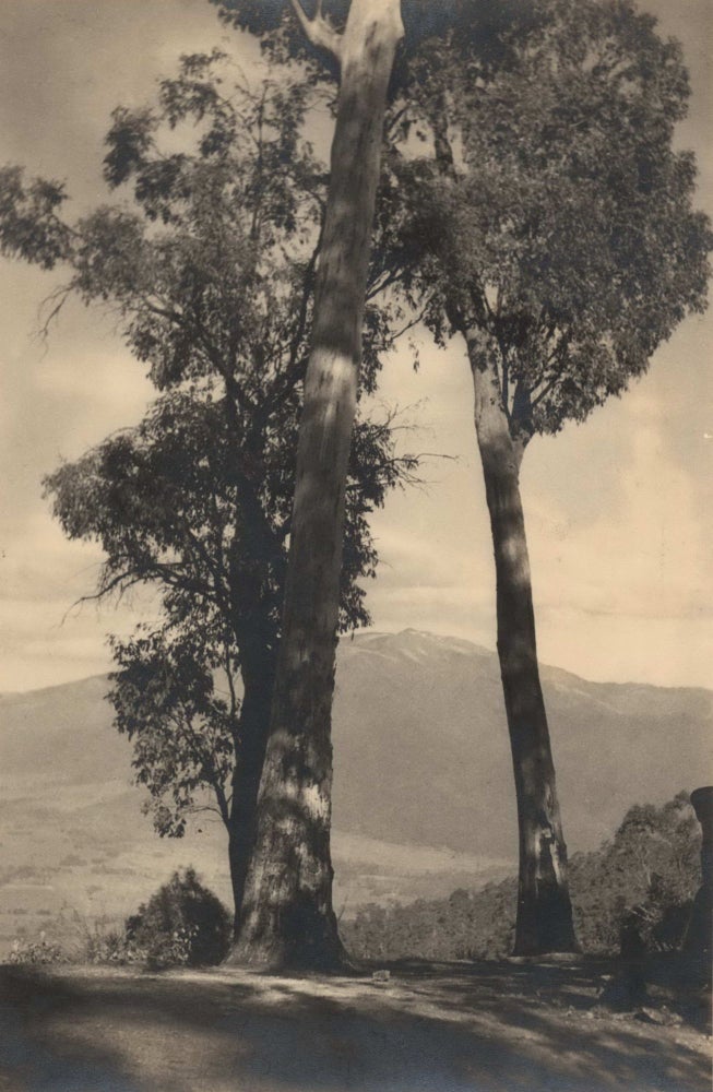 Item #CL178-34 Valley Sentinels, Mt. Bogong, Victoria. Harold Cazneaux, Aust.