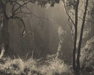 Item #CL178-50 Orchestration In Light. Olive Cotton, Aust
