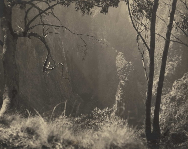 Item #CL178-50 Orchestration In Light. Olive Cotton, Aust.