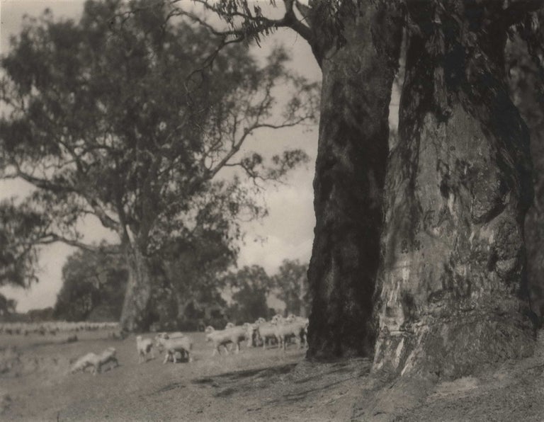 Item #CL178-66 [Sheep Grazing By Trees]. John B. Eaton, Aust.