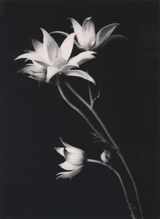Item #CL178-84 [Flannel Flowers]. Paul Jones, Aust
