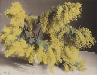 Item #CL181-106 Wattle Blossom and Gum Blossom