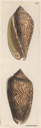 Item #CL181-5 [Australian Sea Shells]. R P. Nodder, British