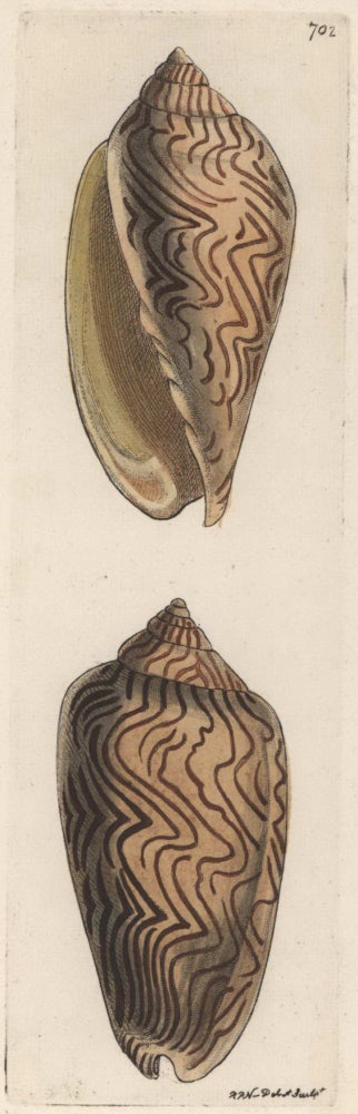 Item #CL181-5 [Australian Sea Shells]. R P. Nodder, British.