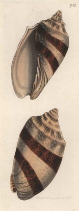 [Australian Sea Shells]
