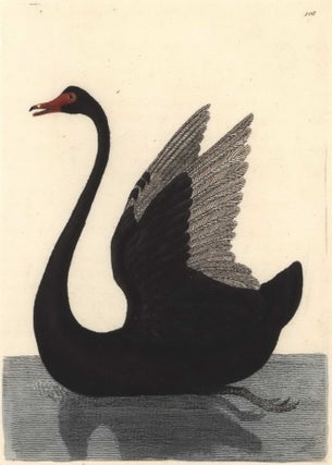 Item #CL181-6 The Black Swan