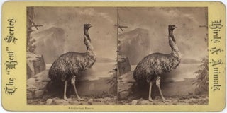 Item #CL181-73 Australian Emu