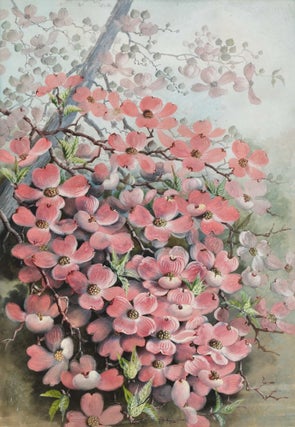 Item #CL183-150 [Flowering Dogwood]. Ellis Rowan, Aust