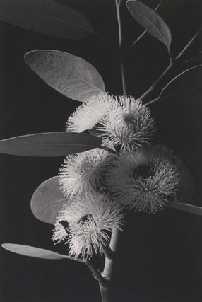 Item #CL185-107 [Flowering Gum]. Paul Jones, Australian