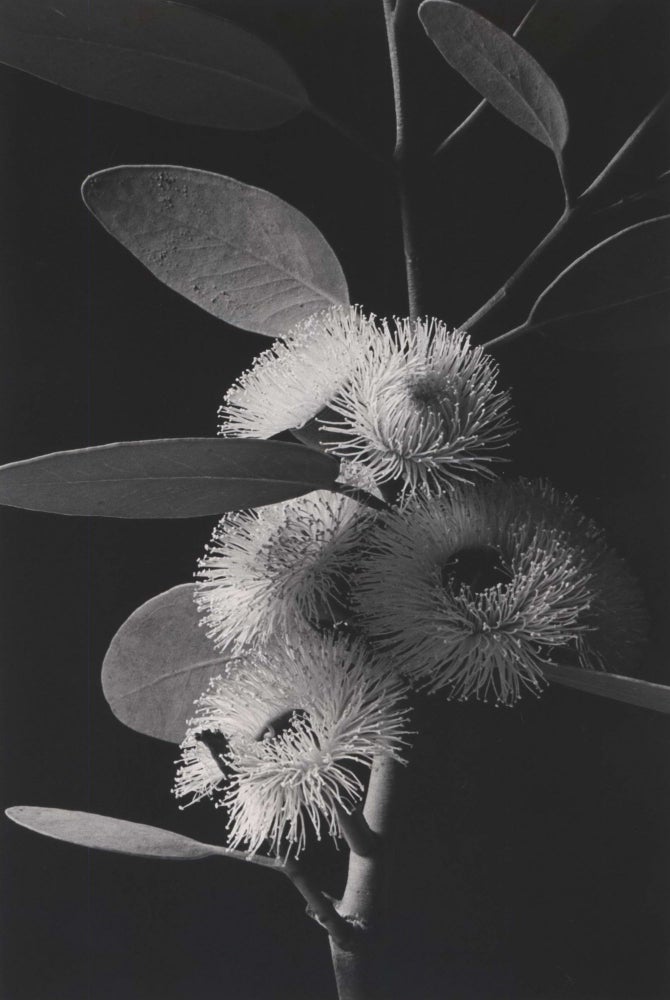 Item #CL185-107 [Flowering Gum]. Paul Jones, Australian.