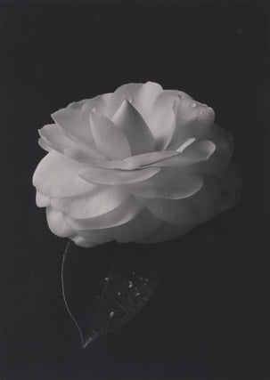 Item #CL185-108 [White Camellia]. Paul Jones, Australian