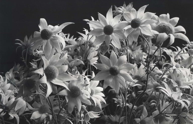 Item #CL185-110 [Flannel Flowers]. Paul Jones, Aust.