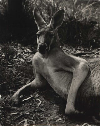 Item #CL185-146 Kangaroo. Axel Poignant, Australian