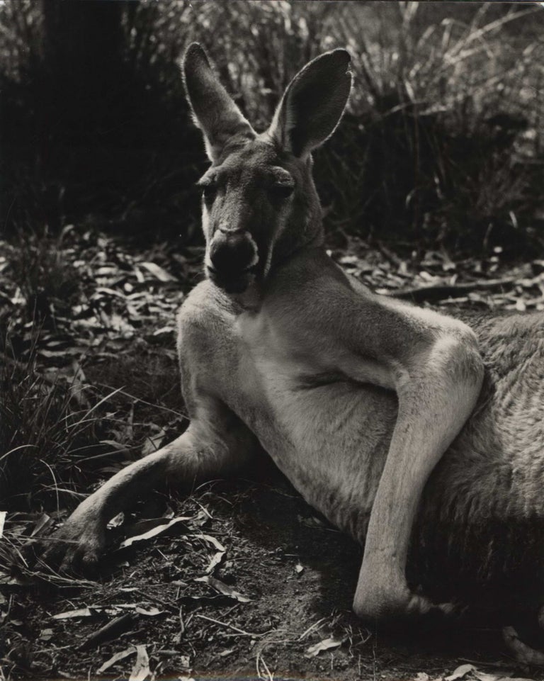 Item #CL185-146 Kangaroo. Axel Poignant, Australian.