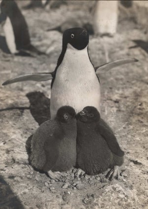 Item #CL185-149 Penguin And Chicks. Herbert G. Ponting, Brit