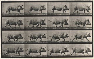 Item #CL185-15 Animal Locomotion, Plate 675 [Running Pig]. Eadweard Muybridge, Brit