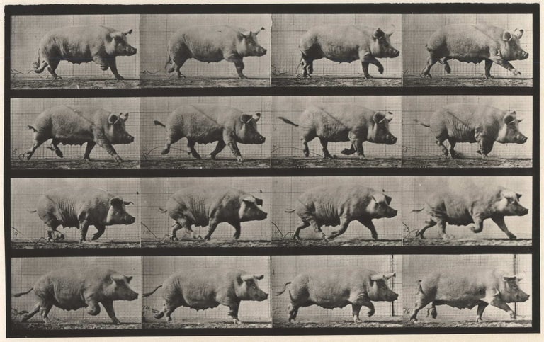 Item #CL185-15 Animal Locomotion, Plate 675 [Running Pig]. Eadweard Muybridge, Brit.