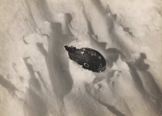 Item #CL185-150 Sitting Penguin Snowed Up. Herbert G. Ponting, British