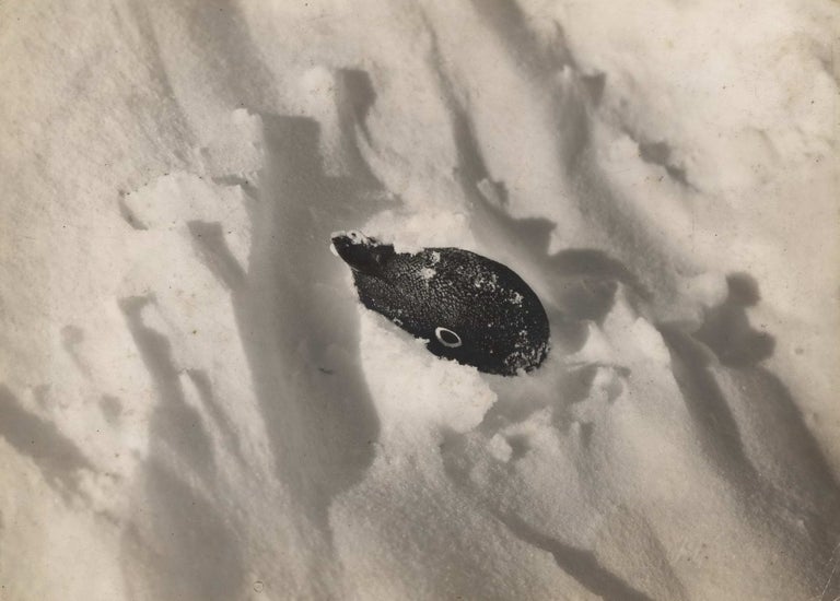 Item #CL185-150 Sitting Penguin Snowed Up. Herbert G. Ponting, British.
