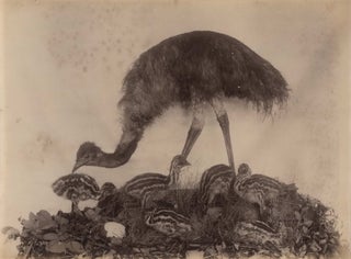 [Taxidermy Displays Of Native Australian Animals]