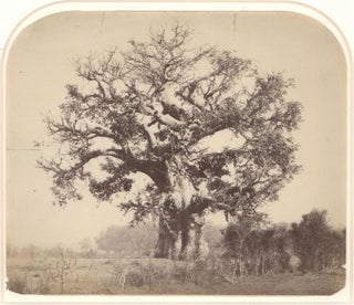 Item #CL185-4 [Baobab Tree, India