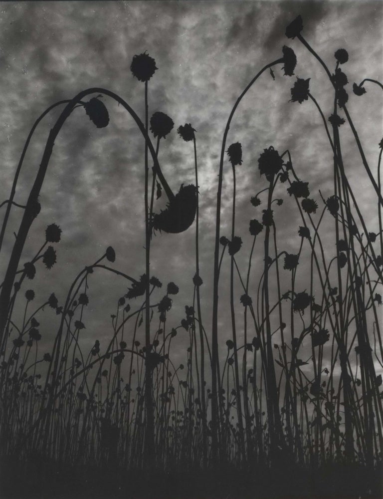 Item #CL185-74 Dead Sunflowers. Olive Cotton, Aust.