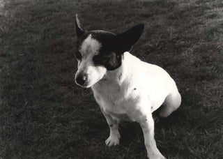 Item #CL186-24 [Billy The Dog On The Set Of “In Search Of Anna”]. Carol Jerrems, Aust