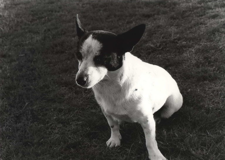 Item #CL186-24 [Billy The Dog On The Set Of “In Search Of Anna”]. Carol Jerrems, Aust.