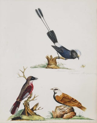 Item #CL187-11 [Bird Studies].  After  John Latham, Brit