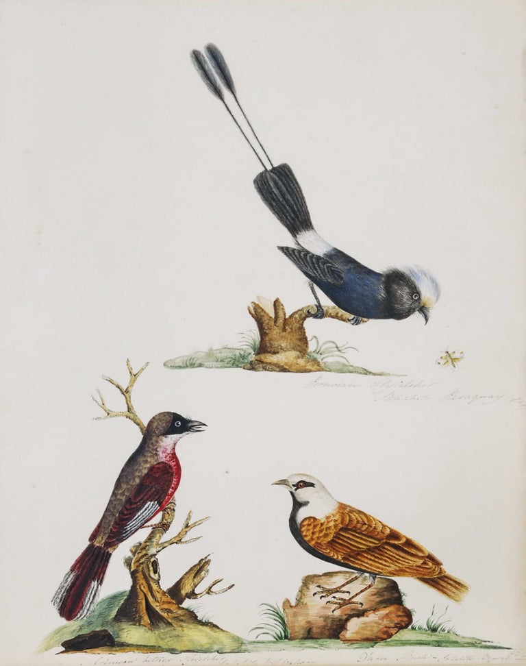 Item #CL187-11 [Bird Studies].  After  John Latham, Brit.
