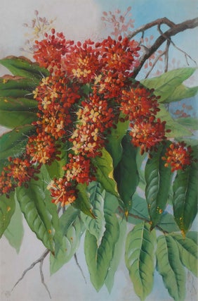 Item #CL187-47 [Ixora Flower, West Indian Jasmine]. Ellis Rowan, Aust