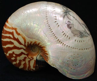 Australiana Mother Of Pearl Shells