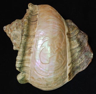 Pacific Mother Of Pearl Shells