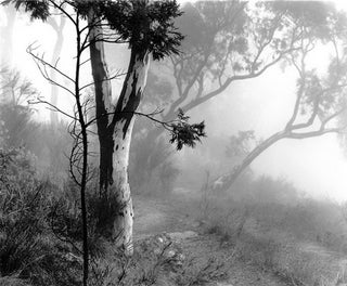 Item #CL188-27 Gums On Mount Ainslie [ACT]. Heide Smith, b.1937 German/Australian