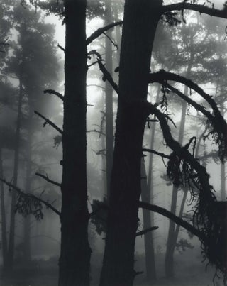 Item #CL191-172 [Trees In Fog]. Brett Weston, Amer