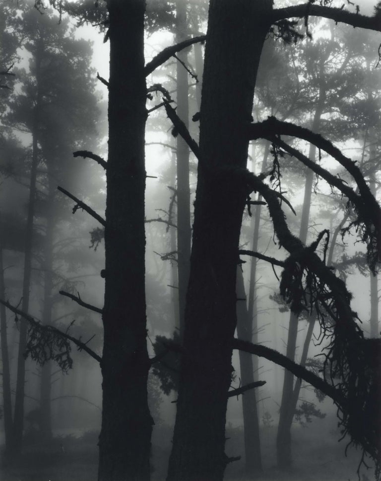 Item #CL191-172 [Trees In Fog]. Brett Weston, Amer.